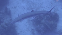 Scomberomorus regalis