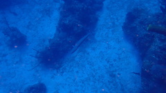 Scomberomorus regalis