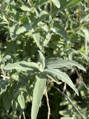 Salvia leucophylla