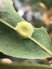 Andricus pattersonae