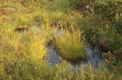 Eriophorum vaginatum