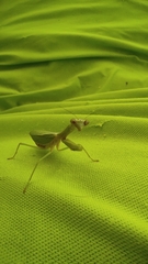 Parastagmatoptera