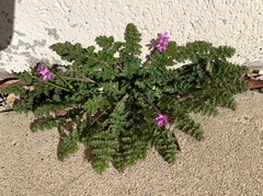Erodium