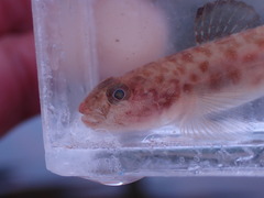Lepidogobius lepidus