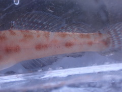 Lepidogobius lepidus