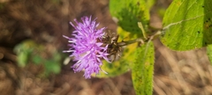 Vernonia alamanii