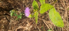 Vernonia alamanii
