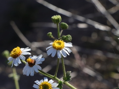 Amauria rotundifolia
