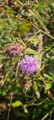 Vernonia alamanii