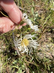 Erigeron vernus