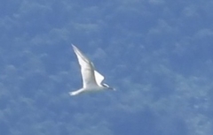 Thalasseus sandvicensis