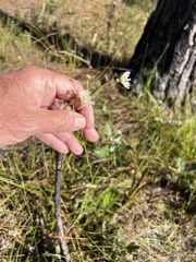 Erigeron vernus