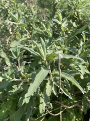Salvia leucophylla