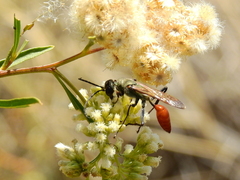 Chlorion hemipyrrhum