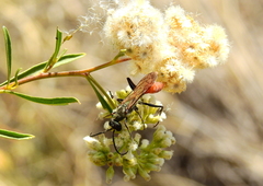 Chlorion hemipyrrhum
