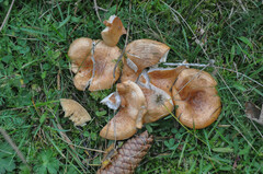 Lactarius zonarioides