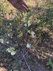 Asimina reticulata