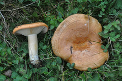 Lactarius zonarioides