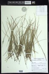 Schoenoplectus subterminalis