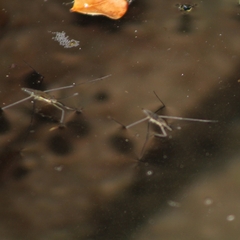 Aquarius chilensis