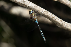 Rhionaeschna variegata