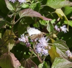Heliopetes laviana