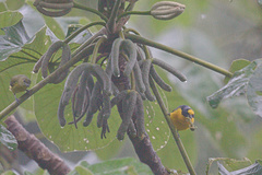 Euphonia