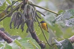 Euphonia