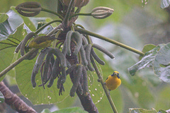 Euphonia