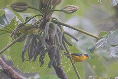Euphonia