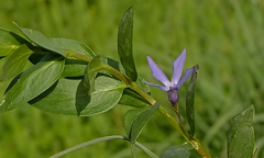 Vinca herbacea