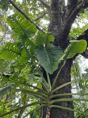 Monstera lechleriana