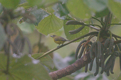 Euphonia
