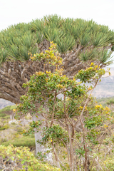 Acridocarpus socotranus image