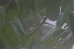 Euphonia