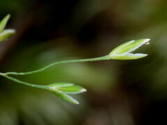 Poa breviglumis