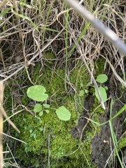 Targionia hypophylla