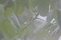 Euphonia