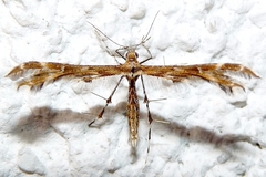 Oxyptilus