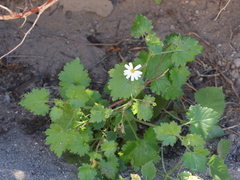 Amauria rotundifolia