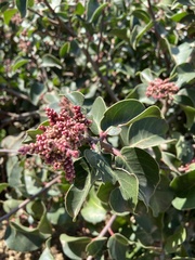 Rhus ovata
