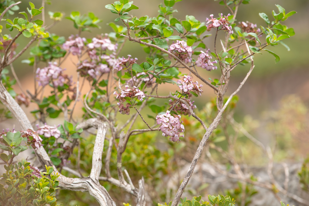 Dirichletia obovata