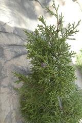 Juniperus turbinata