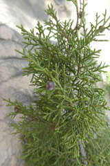 Juniperus turbinata