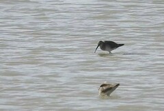 Calidris alpina