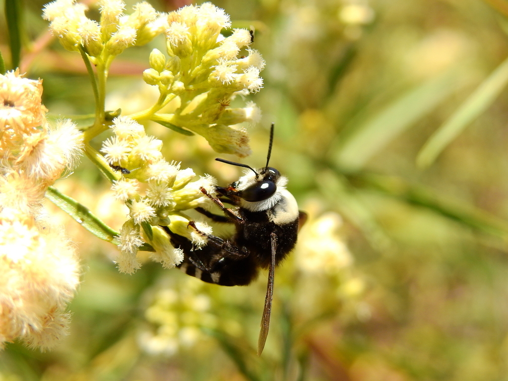Caupolicana mystica