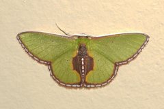 Synchlora astraeoides