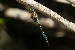 Rhionaeschna variegata