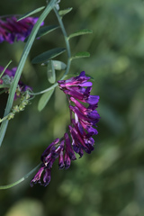Vicia eriocarpa
