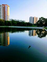 Chroicocephalus ridibundus